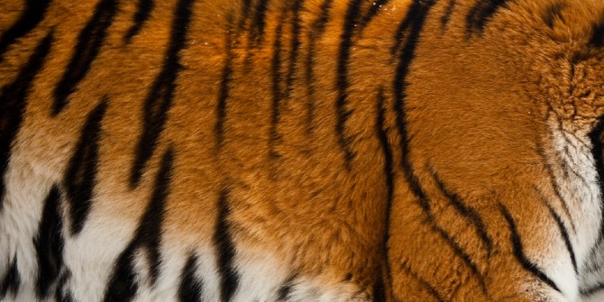 tiger fur