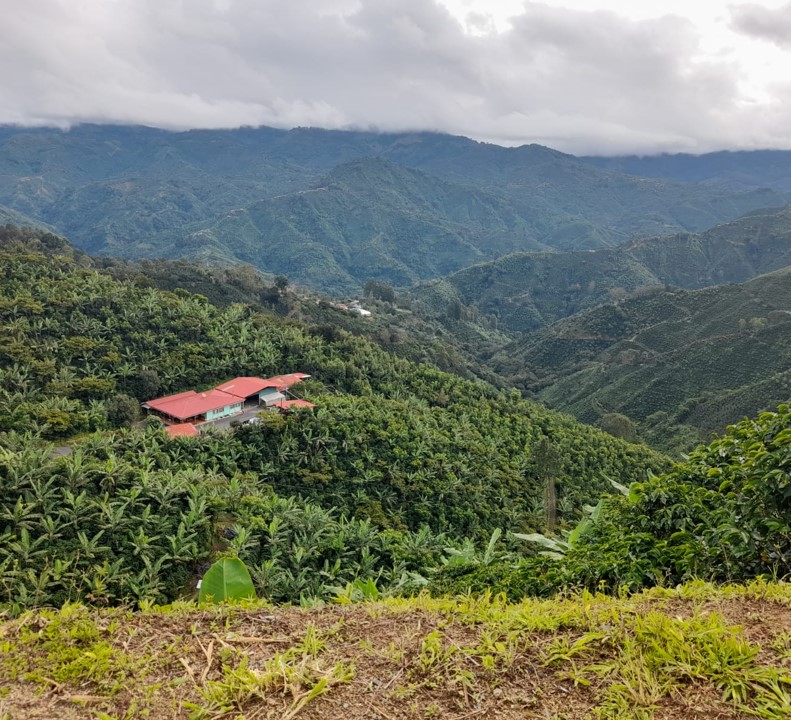 Coffee farm in Costa Rica / Layla Zaglul