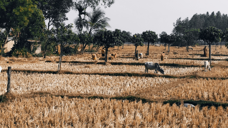 Farmland in West Bengal