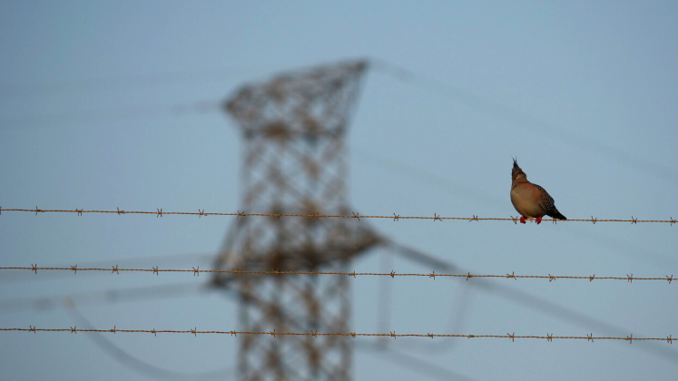 Bird on barbed wire in front of power station