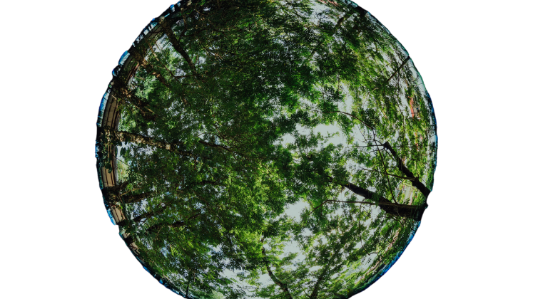 Forest captured in a globe