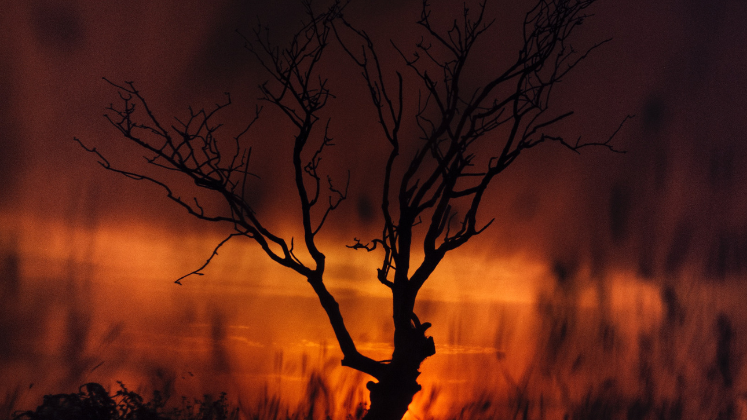 Tree in front of burning landscape