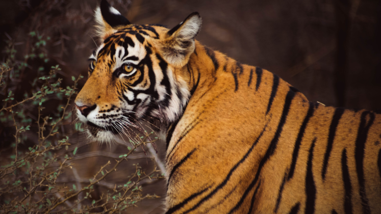 Tiger in Ranthambore National Park, Rajasthan, India