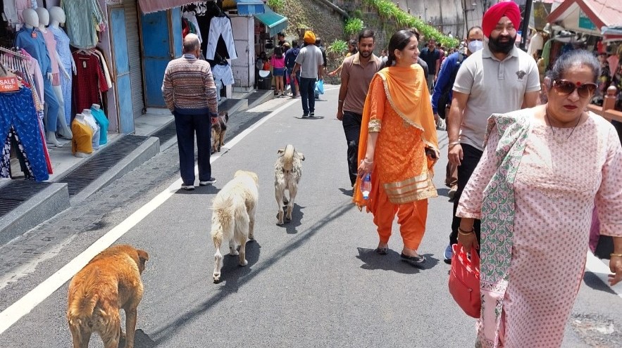 A sunny street in Shimla, India with people in colourful clothes and dogs walking.