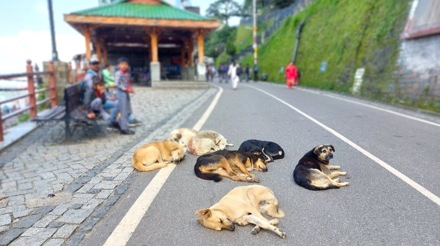 Dogs lying on a paved grey road with people and a temple visible in the background.