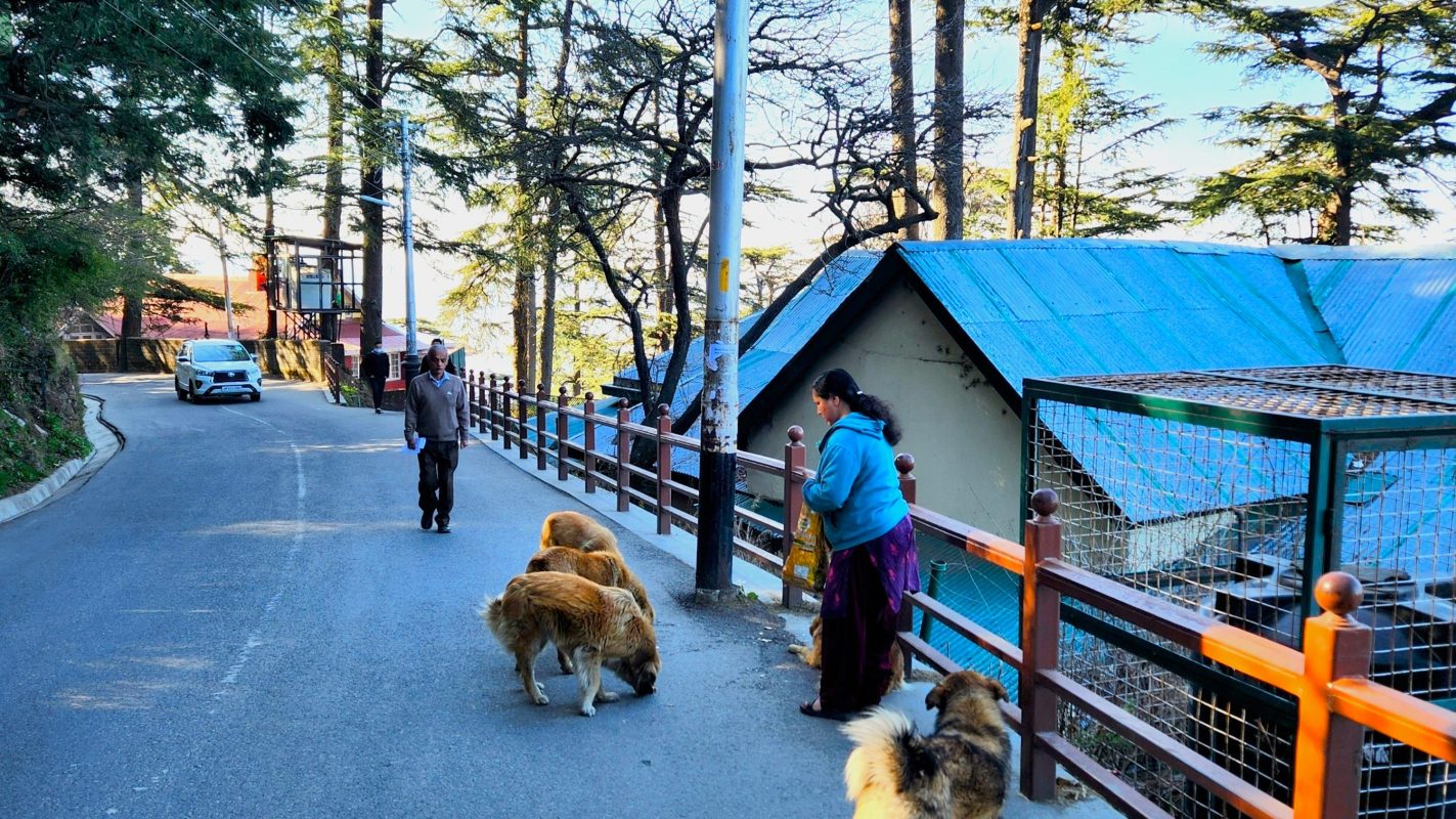 People and dogs walking along a mountain road with trees in the background in Shimla, India, trees visible in the background.
