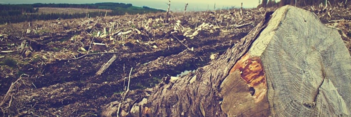 Image shows devastated landscape of cut down trees.