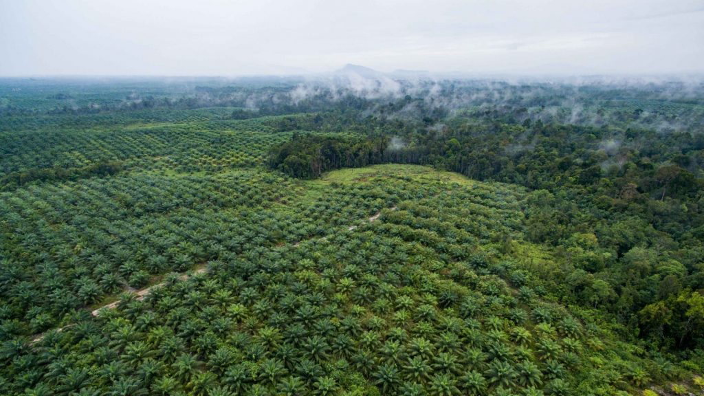 Photo of Palm Oil forests in Borneo