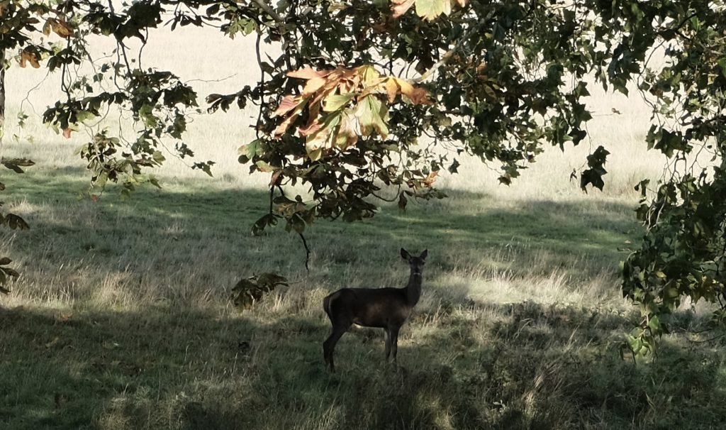 A deer wandering around 