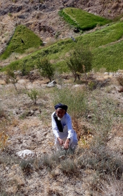 An Afghani man harvesting an oman crop in Ghor