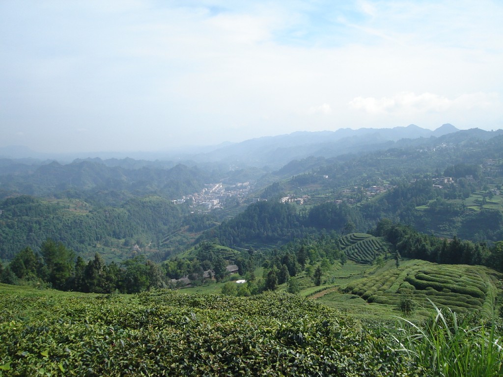 Tea plantations and the valley of Bashan