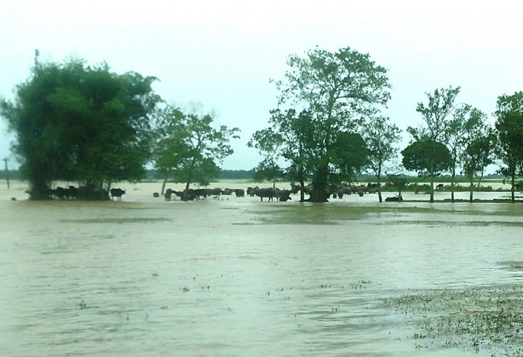 Figure 2: Stranded animals in islands of submerged paddy fields
